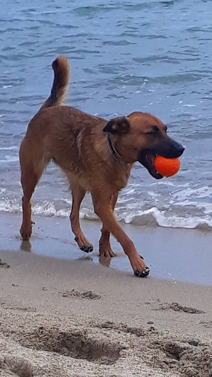 Salsa a rejoint le concours — aidez-le/la à gagner de superbes lots ! africanis, black_mouth_cur, broholmer, canidae, carnivore, dog, dog_breed, hound, hunting_dog, mammal, pariah_dog, potcake_dog, rare_breed_dog, sporting_group, vertebrate