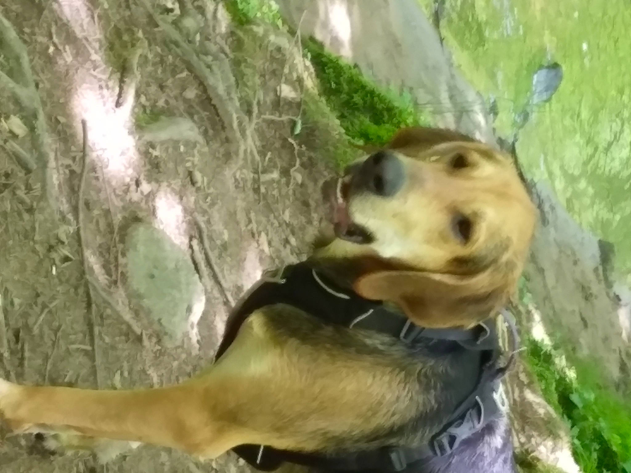 Roucky a rejoint le concours — aidez-le/la à gagner de superbes lots ! canidae, carnivore, companion_dog, dog, dog_breed, fawn, forest, grass, jungle, plant, rock, sporting_group, terrestrial_animal, terrestrial_plant, tree, trunk, whiskers, wilderness, wildlife, working_animal