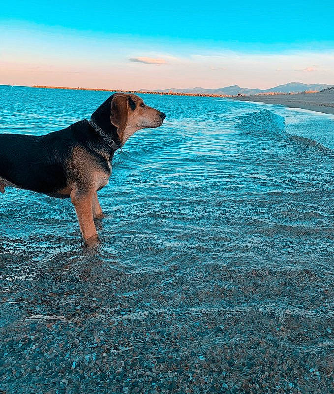 Roucky participe au concours pour gagner de l'argent avec cette photo : beach, canidae, carnivore, coast, coonhound, dog, dog_breed, hound, ocean, sea, summer, vacation, wave
