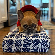 Franklin is registered to the contest to win money with this photo: dog, french_bulldog, red_sweater, pet, cushion, patterned_fabric, indoor, wooden_floor, close_up, lying_down, cute, animal, home, portrait, ears, face, paws, cozy, relaxed, domestic