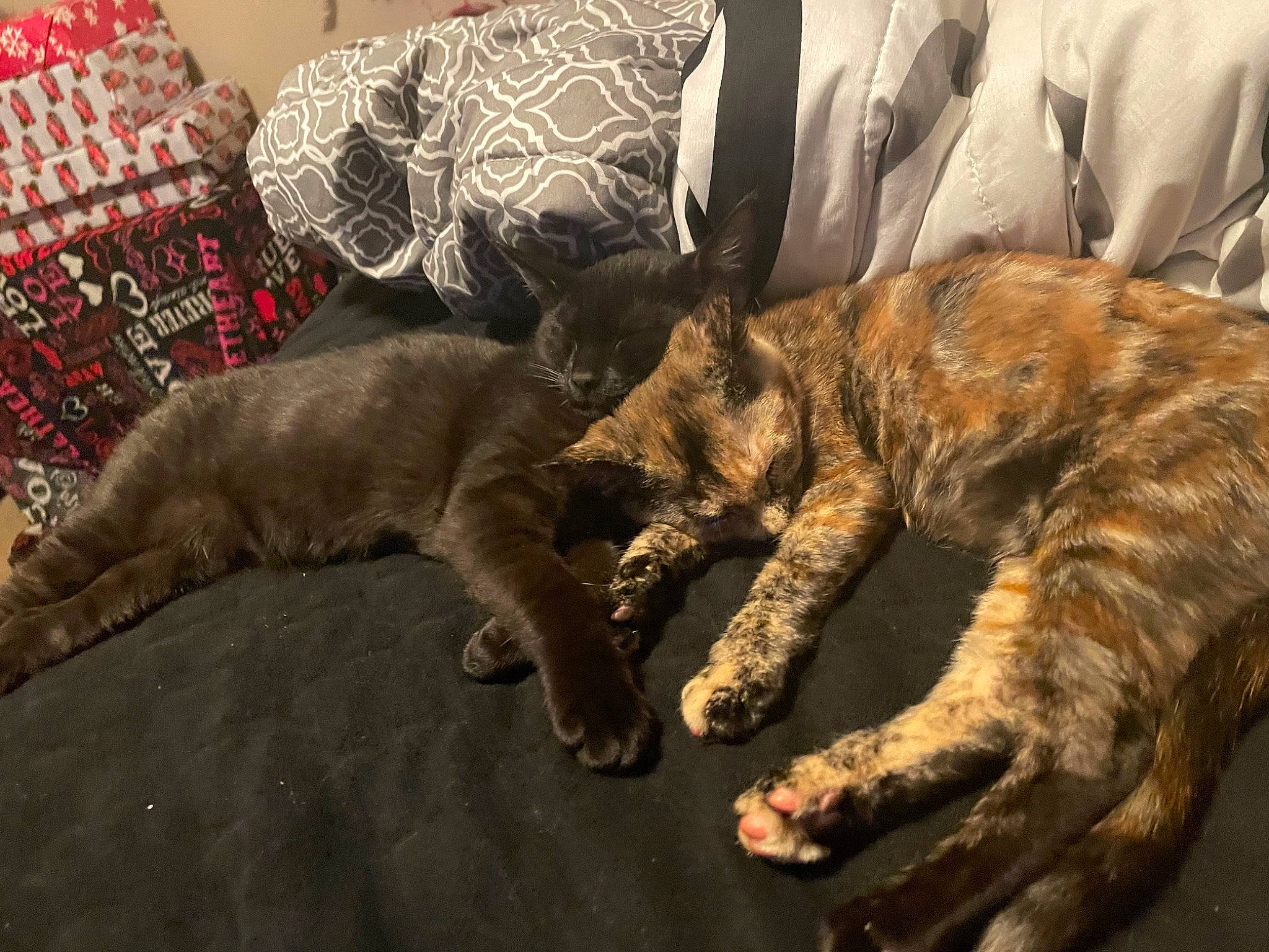 Raven joined the competition — help win amazing prizes! big_cats, carnivore, cat, claw, comfort, domestic_short_haired_cat, felidae, flooring, fur, linens, nap, paw, room, small_to_medium_sized_cats, tail, terrestrial_animal, whiskers, wood