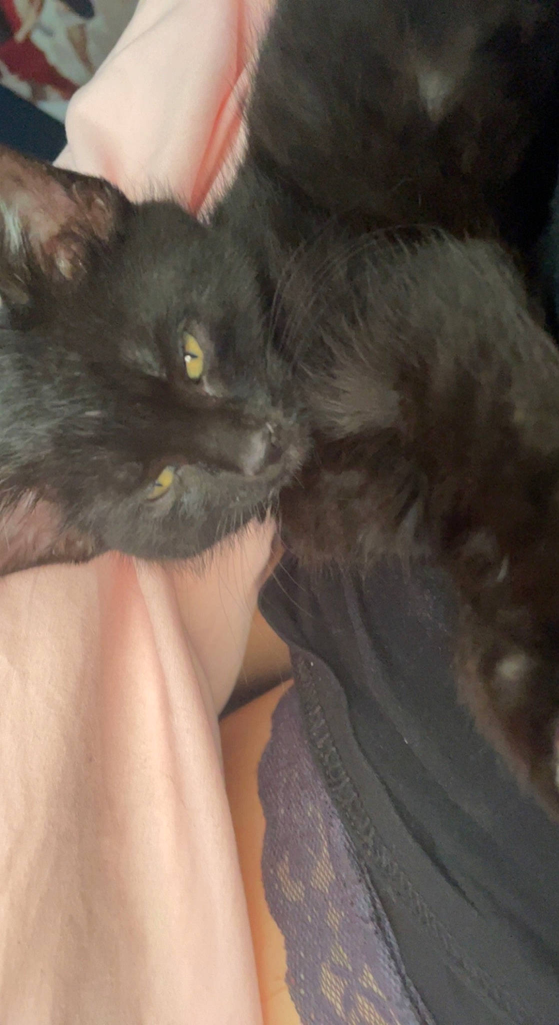 Raven is registered to the contest to win money with this photo: black_cat, bombay, carnivore, cat, claw, comfort, domestic_short_haired_cat, ear, felidae, finger, foot, fur, gesture, nail, small_to_medium_sized_cats, snout, tail, thigh, thumb, whiskers