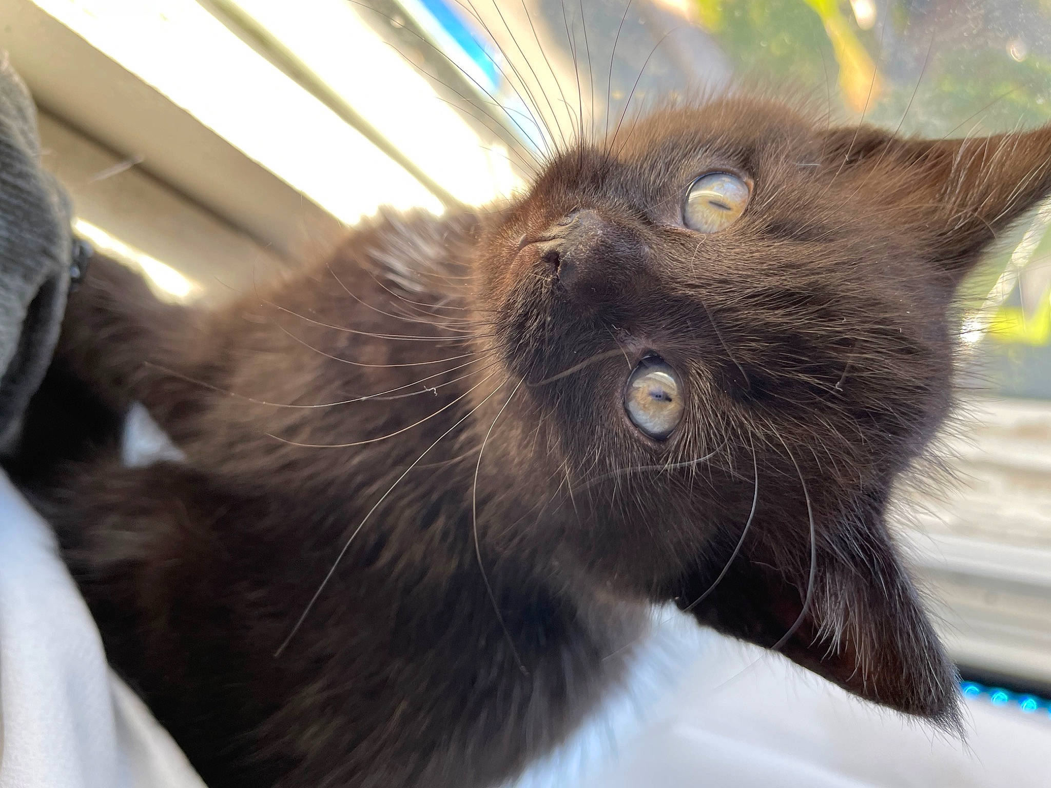 Raven is registered to the contest to win money with this photo: black_cat, bombay, carnivore, cat, claw, comfort, domestic_short_haired_cat, ear, eye, felidae, fur, havana_brown, head, paw, small_to_medium_sized_cats, tail, terrestrial_animal, whiskers