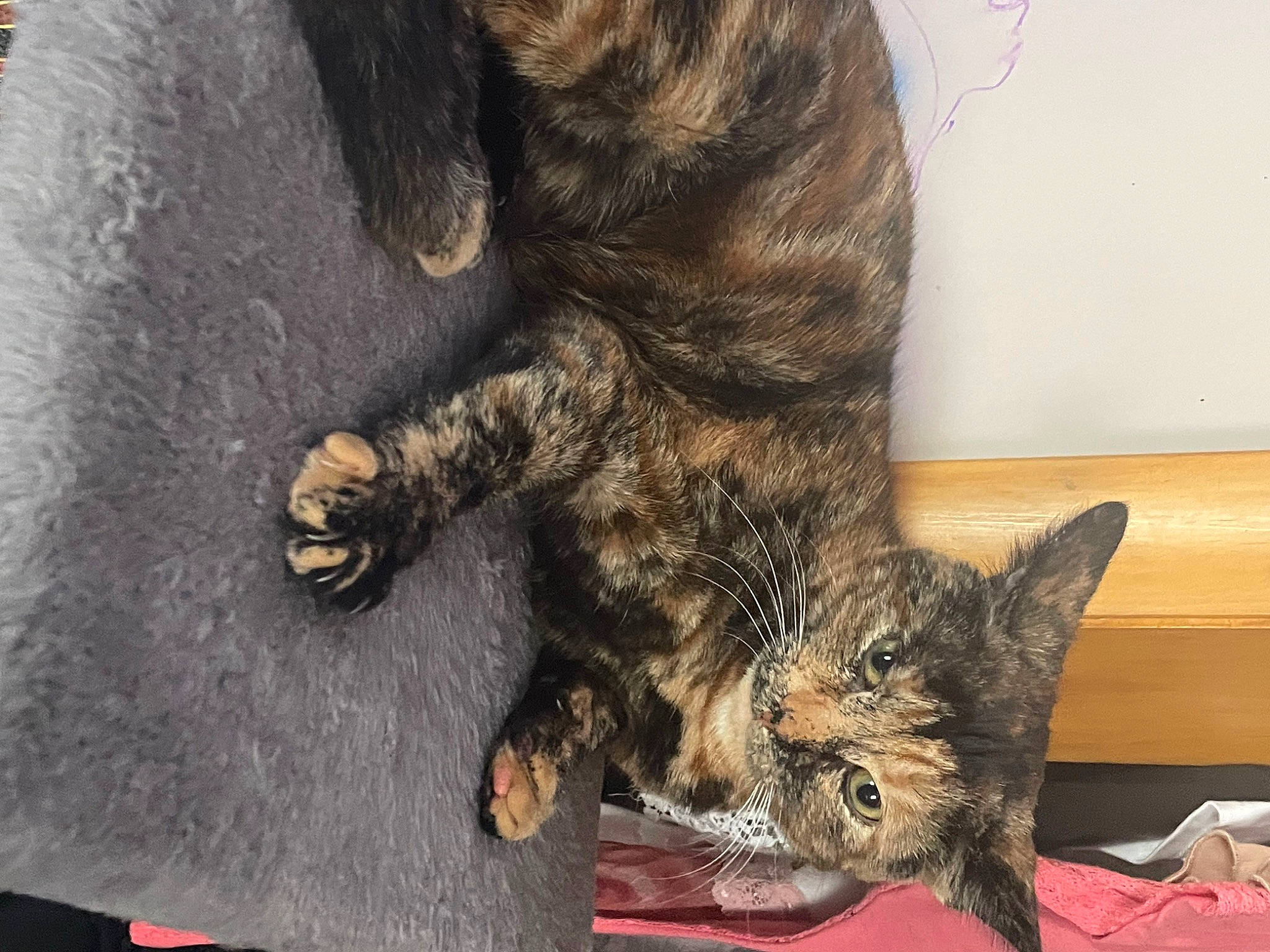 Angel joined the competition — help win amazing prizes! carnivore, cat, claw, domestic_short_haired_cat, ear, felidae, fur, human_leg, paw, small_to_medium_sized_cats, tail, terrestrial_animal, whiskers