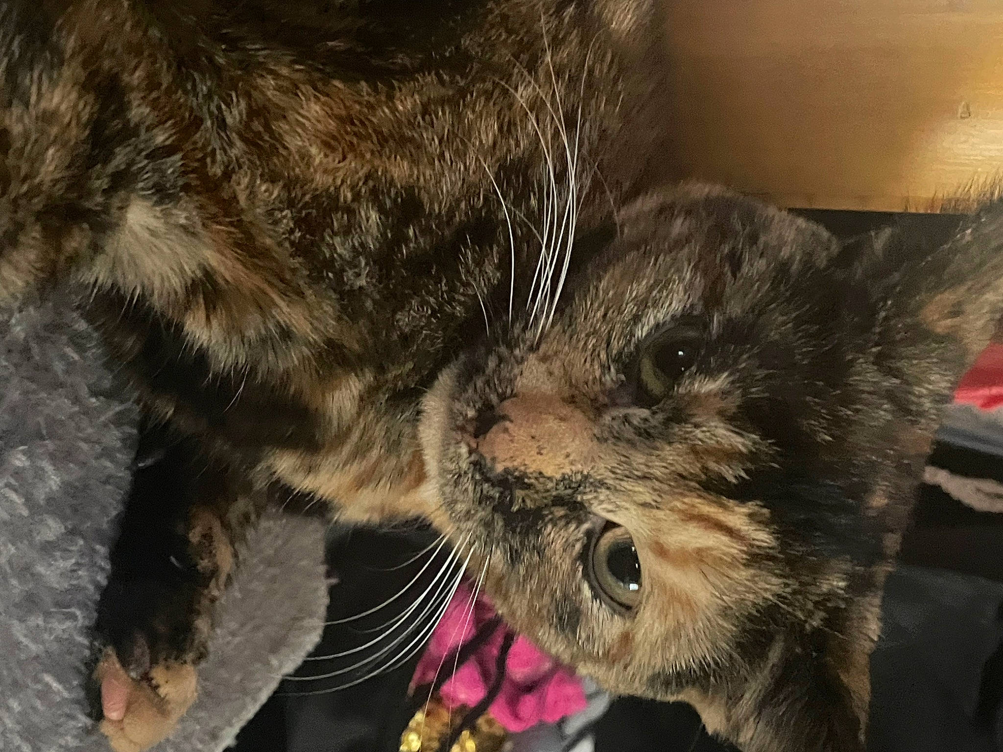 Angel is registered to the contest to win money with this photo: carnivore, cat, claw, comfort, domestic_short_haired_cat, ear, fang, felidae, fur, paw, small_to_medium_sized_cats, snout, terrestrial_animal, whiskers, wildlife