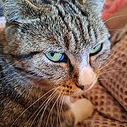 Pepette a rejoint le concours — aidez-le/la à gagner de superbes lots ! cat, tabby_cat, close_up, green_eyes, whiskers, fur, domestic_cat, pet, animal, face, nose, ear, indoor, resting, patterned_fabric, texture, cute, mammal, feline, relaxed