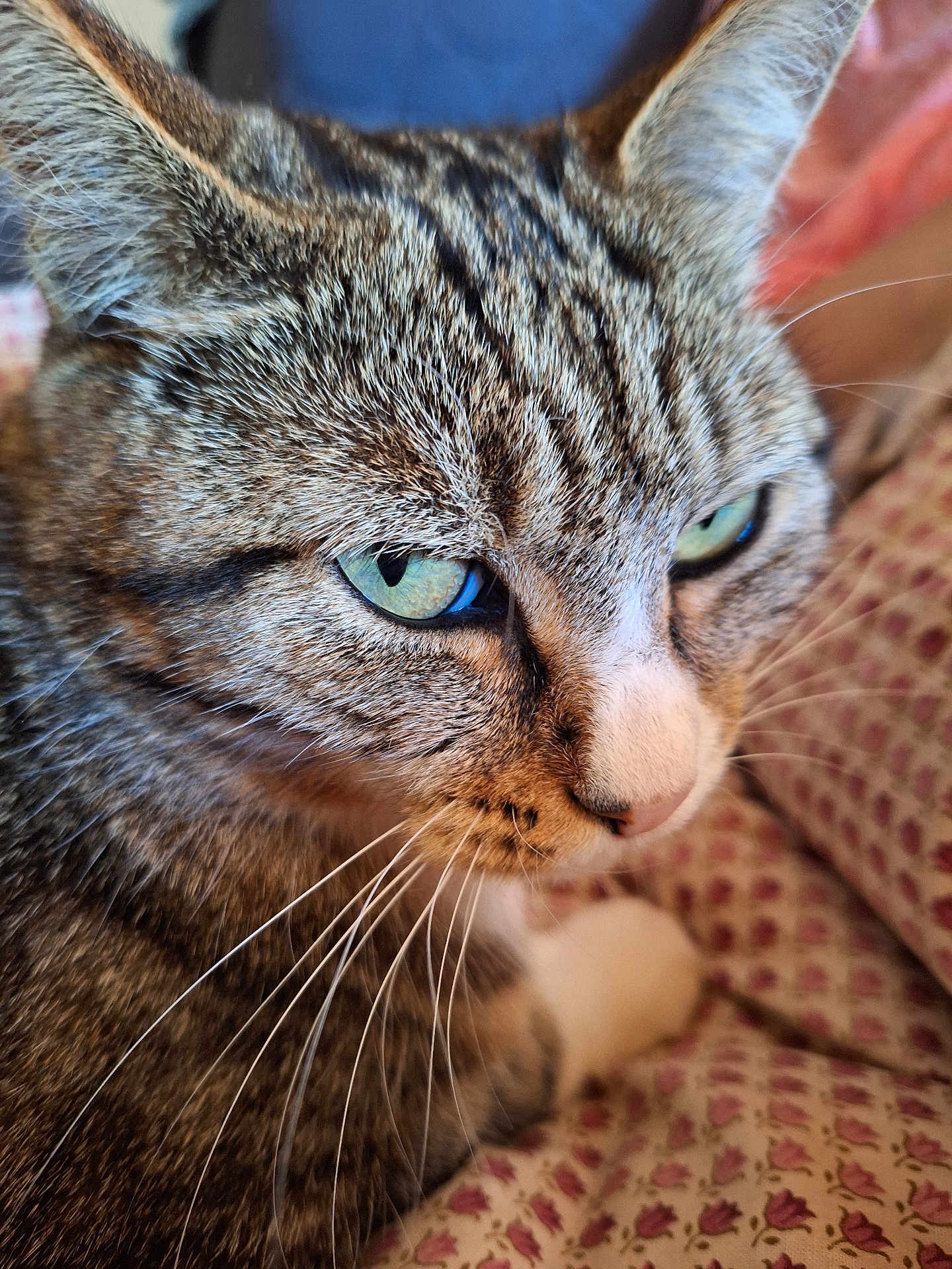 Pepette a rejoint le concours — aidez-le/la à gagner de superbes lots ! cat, tabby_cat, close_up, green_eyes, whiskers, fur, domestic_cat, pet, animal, face, nose, ear, indoor, resting, patterned_fabric, texture, cute, mammal, feline, relaxed