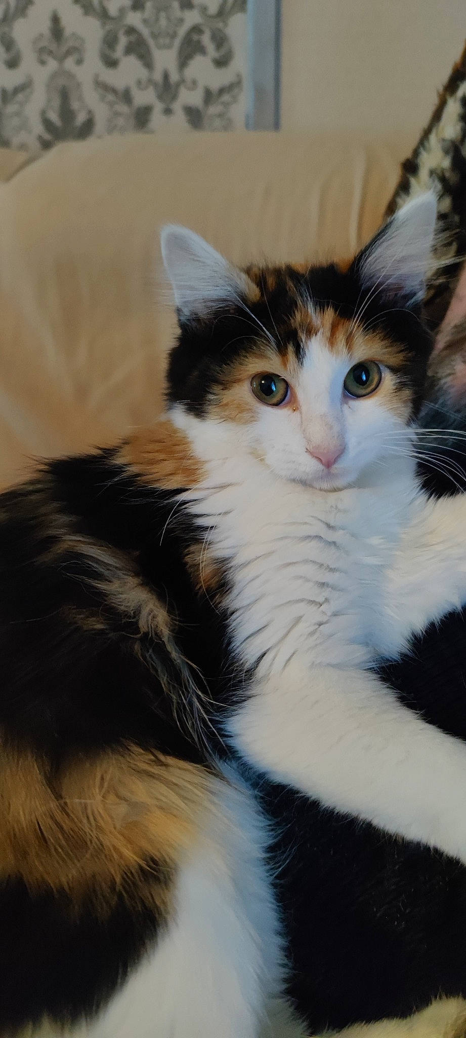 Sissi a rejoint le concours — aidez-le/la à gagner de superbes lots ! carnivore, cat, claw, comfort, domestic_short_haired_cat, eye, felidae, foot, fur, hair, head, paw, sitting, small_to_medium_sized_cats, snout, tail, terrestrial_animal, whiskers