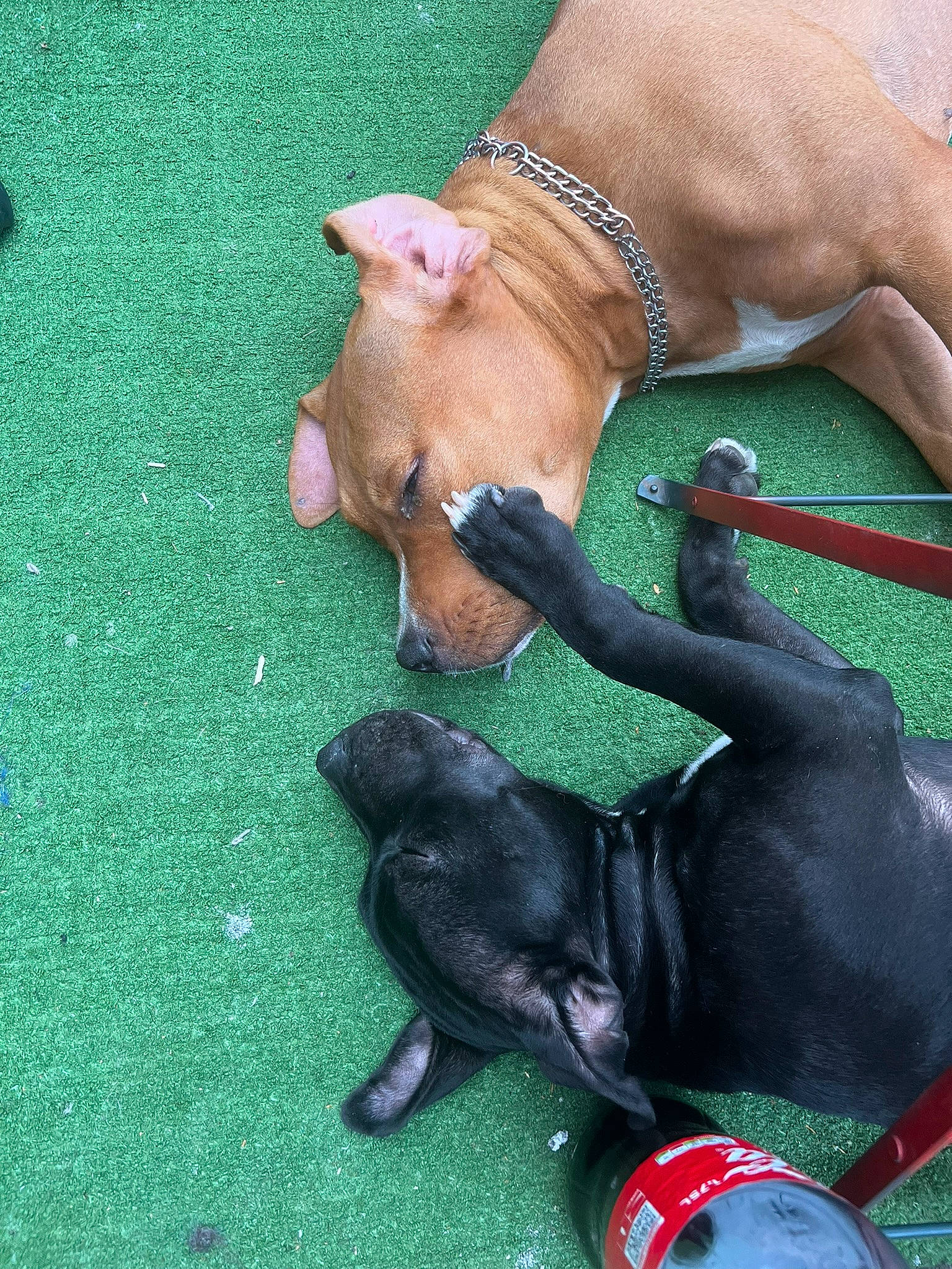 Pogo participe au concours pour gagner de l'argent avec cette photo : canidae, carmine, carnivore, collar, companion_dog, dog, dog_breed, dog_collar, dog_supply, fawn, grass, human_leg, leash, pet_supply, recreation, snout, sporting_group, tail, toy, working_animal