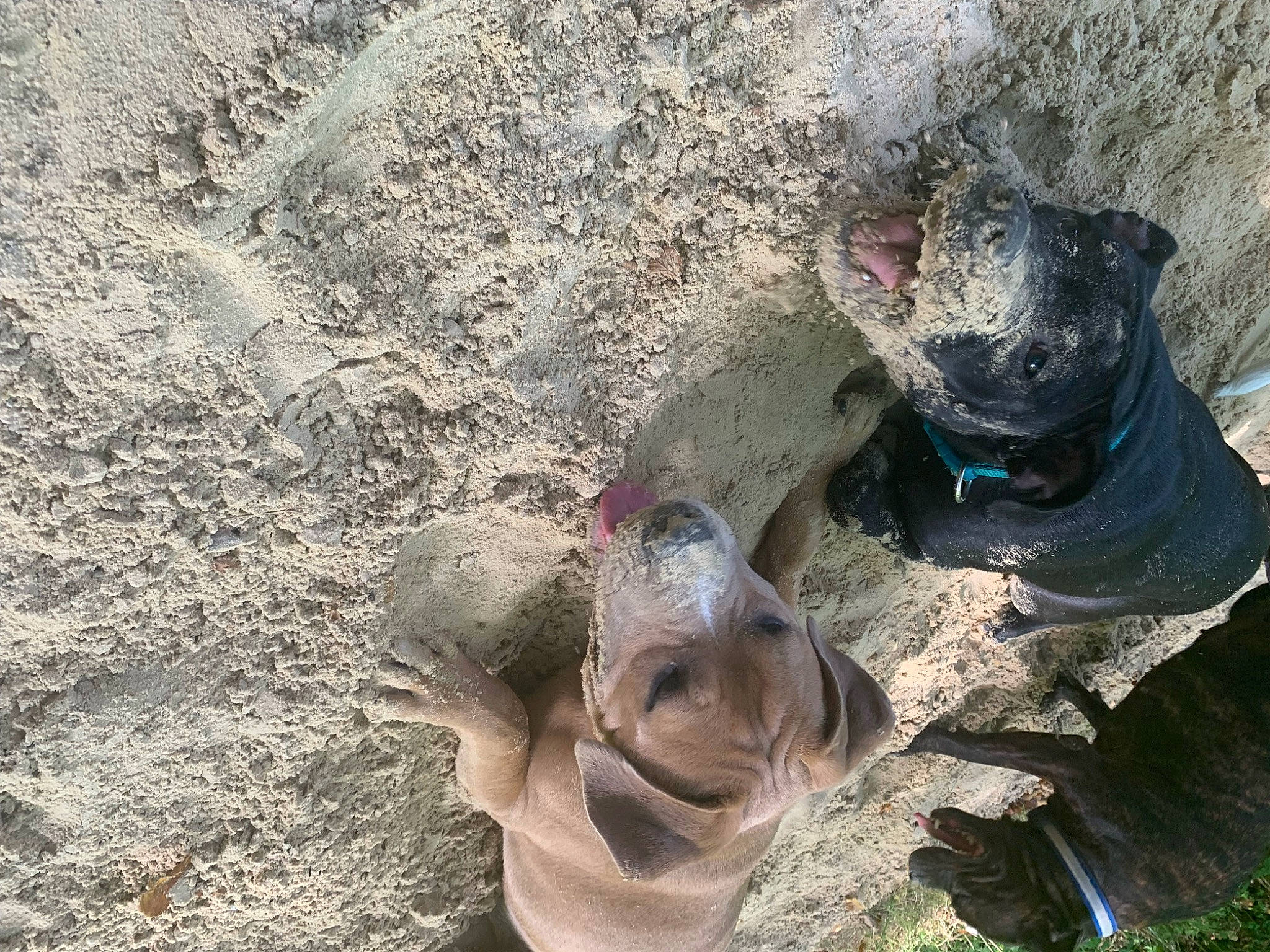 Pogo participe au concours pour gagner de l'argent avec cette photo : art, bedrock, canidae, fawn, foot, grass, indian_rhinoceros, plant, reptile, rock, snout, soil, sporting_group, terrestrial_animal, tree, trunk, wildlife, wood, working_animal, wrinkle