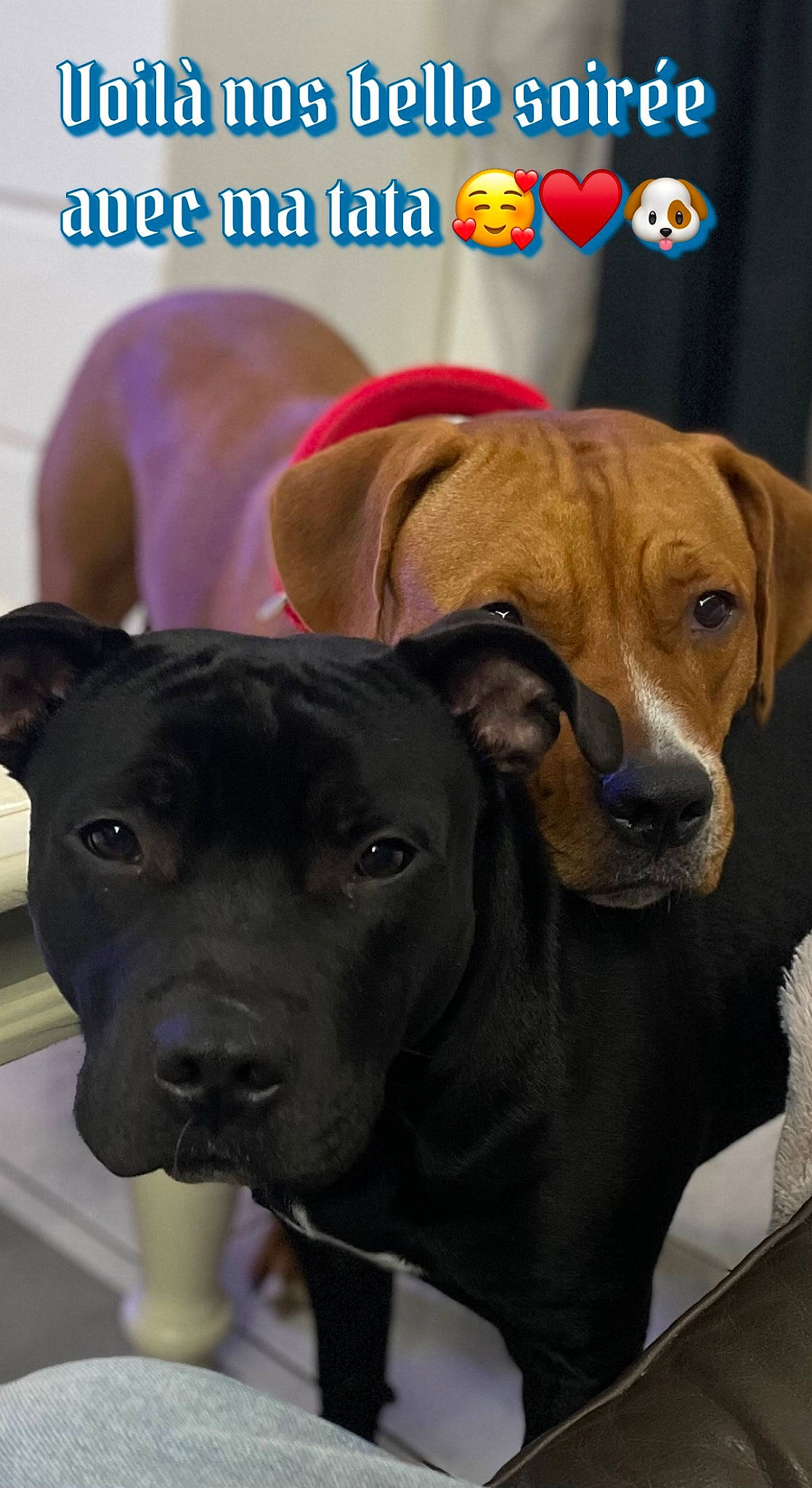 Pogo a rejoint le concours — aidez-le/la à gagner de superbes lots ! canidae, carnivore, collar, companion_dog, dog, dog_breed, dog_collar, dog_supply, ear, fawn, fur, liver, non_sporting_group, pet_supply, photo_caption, snout, sporting_group, whiskers, working_animal, working_dog