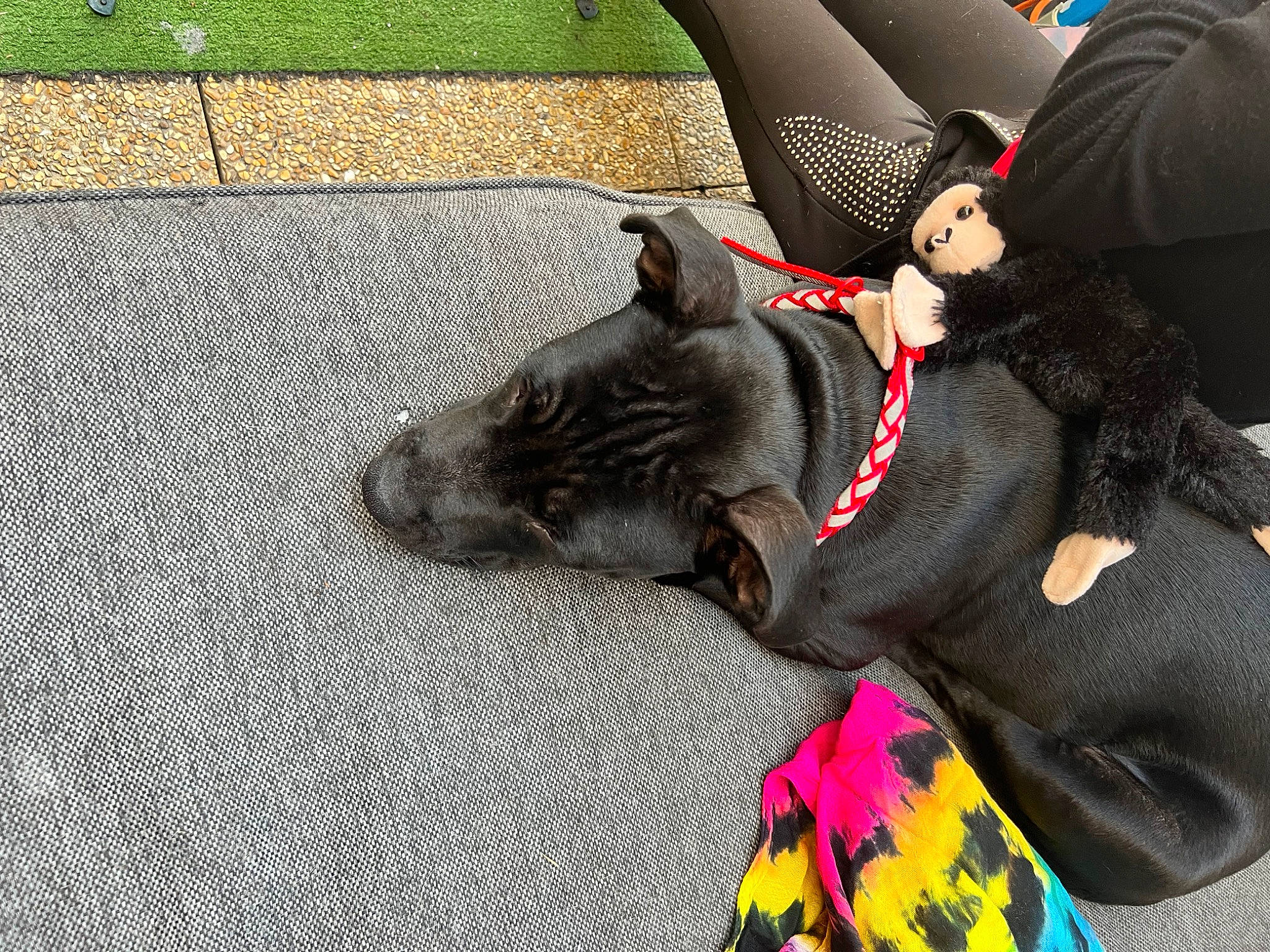 Pogo a rejoint le concours — aidez-le/la à gagner de superbes lots ! canidae, carmine, comfort, companion_dog, dog_breed, fashion_accessory, felidae, flooring, foot, fur, grass, grey, human_leg, knee, magenta, road_surface, small_to_medium_sized_cats, sporting_group, tail, thigh