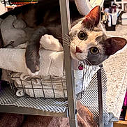 Mittens is registered to the contest to win money with this photo: cat, towel, metal_shelf, collar, bell, indoor, curious, face, paw, furniture, stacked_towels, resting, domestic, pet, cozy, fabric, clutter, closeup, home, relaxed