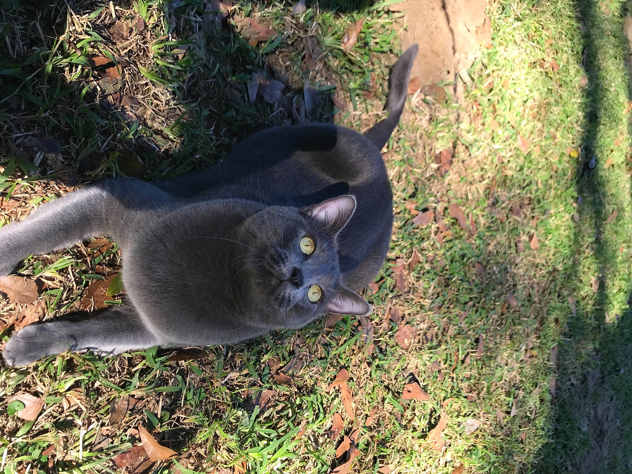 Sissy joined the competition — help win amazing prizes! annual_plant, carnivore, cat, dog_breed, domestic_short_haired_cat, fawn, felidae, fur, grass, groundcover, plant, russian_blue, shrub, small_to_medium_sized_cats, snout, tail, terrestrial_animal, tree, whiskers, wildlife