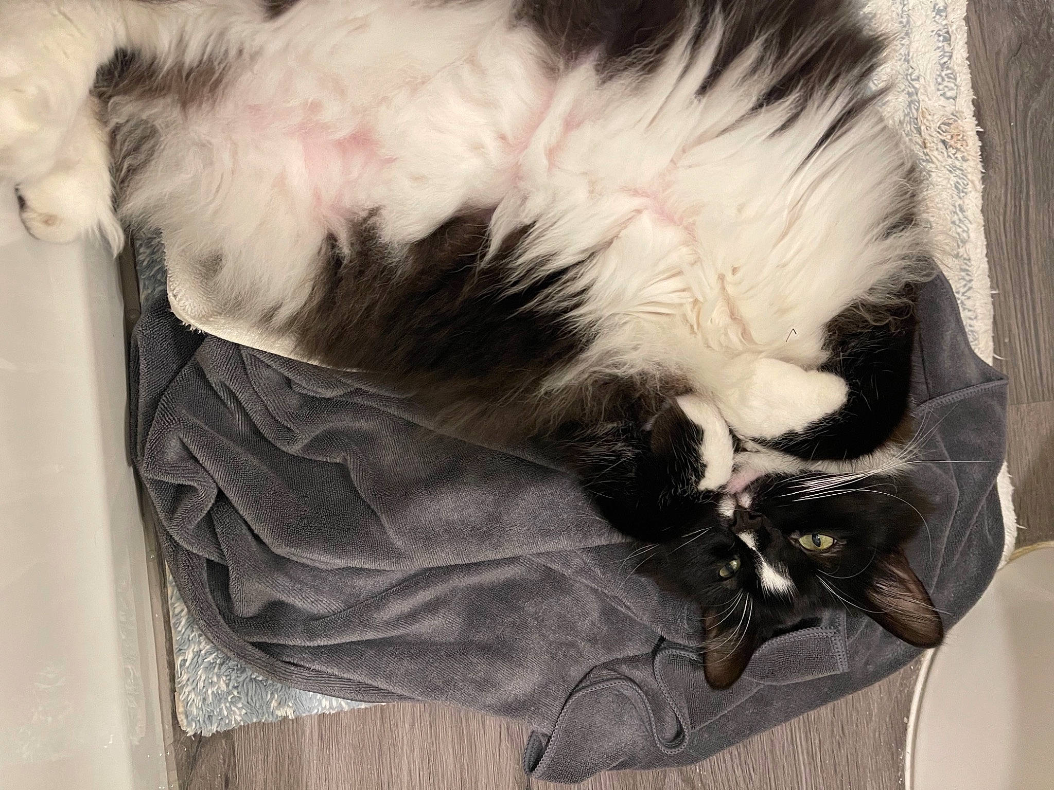 Bubby joined the competition — help win amazing prizes! bag, baggage, carnivore, cat, claw, comfort, felidae, fur, nap, natural_material, paw, plant, room, small_to_medium_sized_cats, snout, tail, whiskers