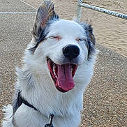 Thor a rejoint le concours — aidez-le/la à gagner de superbes lots ! dog, happy, tongue_out, closed_eyes, leash, pavement, beach, sand, metal_railing, outdoor, canine, pet, fur, smiling, animal, companion, daylight, walking, closeup, portrait