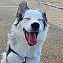 dog, happy, tongue_out, closed_eyes, leash, pavement, beach, sand, metal_railing, outdoor, canine, pet, fur, smiling, animal, companion, daylight, walking, closeup, portrait