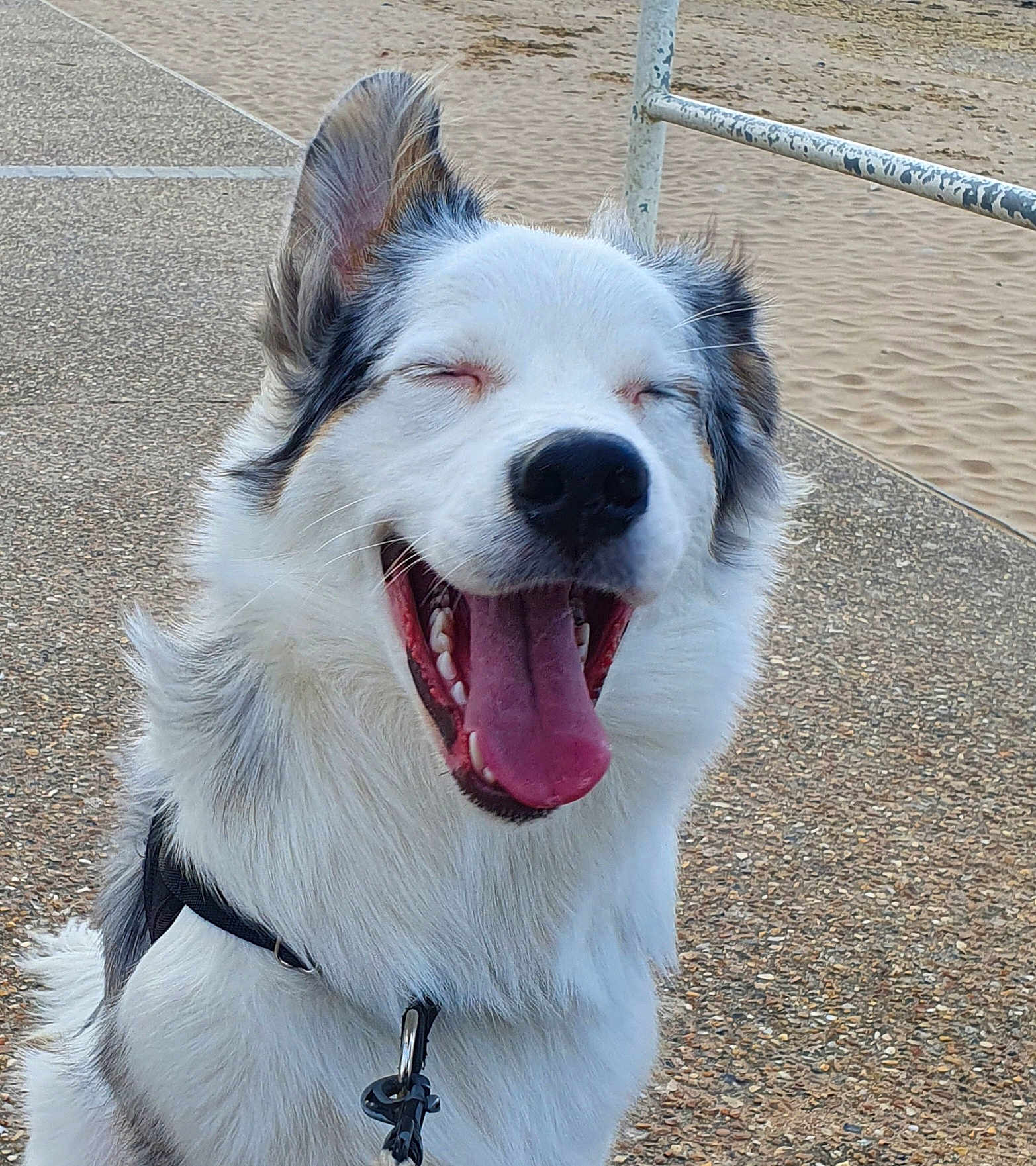 Thor a rejoint le concours — aidez-le/la à gagner de superbes lots ! dog, happy, tongue_out, closed_eyes, leash, pavement, beach, sand, metal_railing, outdoor, canine, pet, fur, smiling, animal, companion, daylight, walking, closeup, portrait