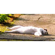 Keekee joined the competition — help win amazing prizes! cat, animal, outdoor, pavement, sunlight, relaxing, lying_down, white_cat, nature, greenery, moss, daytime, pet, resting, feline, calm, peaceful, side_view, quiet, stretching