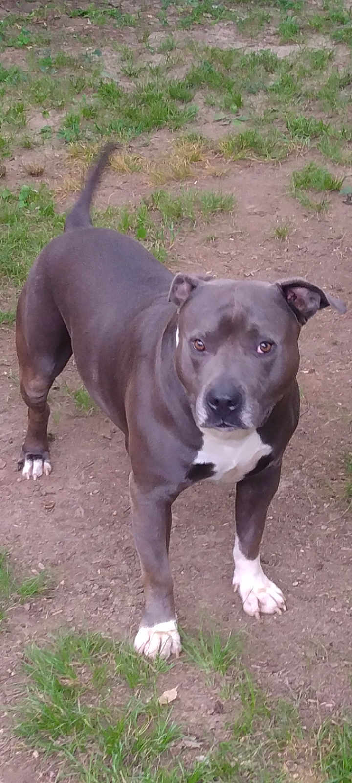 Akilla