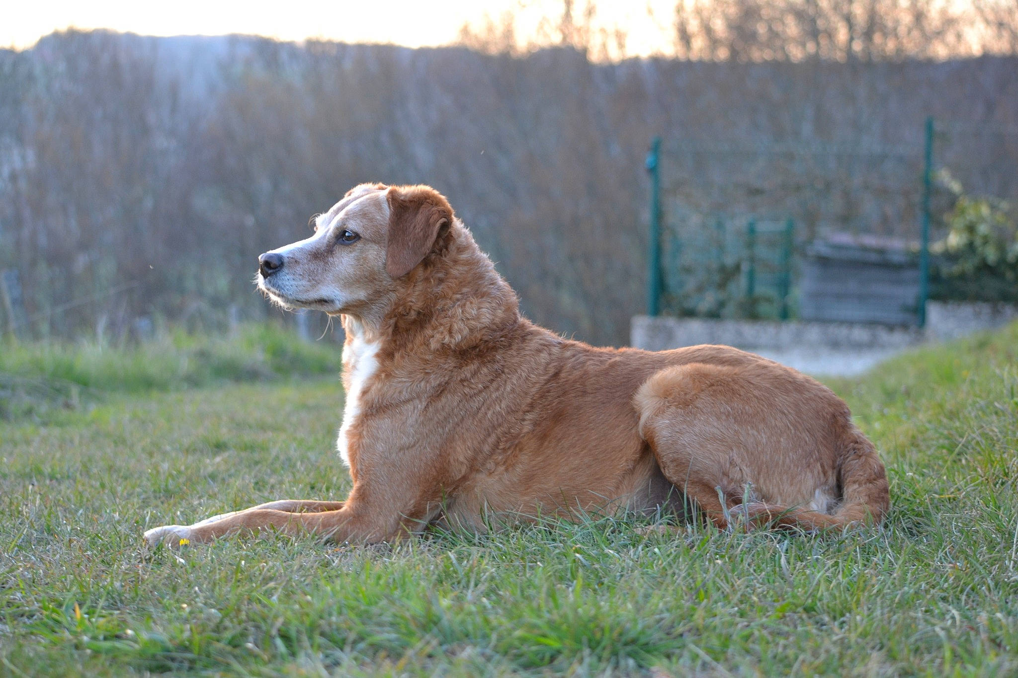 Hailey a rejoint le concours — aidez-le/la à gagner de superbes lots ! canidae, carnivore, companion_dog, dog, dog_breed, fawn, grass, gun_dog, hunting_dog, labrador_retriever, plant, retriever, sky, tail, terrestrial_animal, tree, working_dog