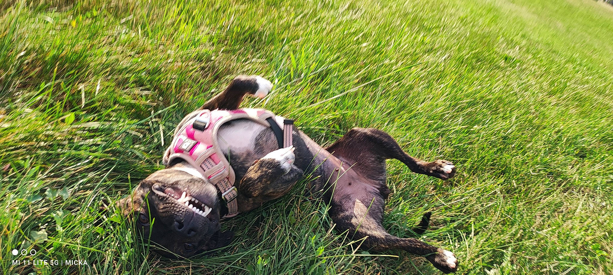 Star participe au concours pour gagner de l'argent avec cette photo : canidae, carmine, dog_breed, fawn, grass, grass_family, grassland, groundcover, human_leg, lawn, meadow, people_in_nature, personal_protective_equipment, plant, snout, sporting_group, tail, terrestrial_animal, toy, wildlife