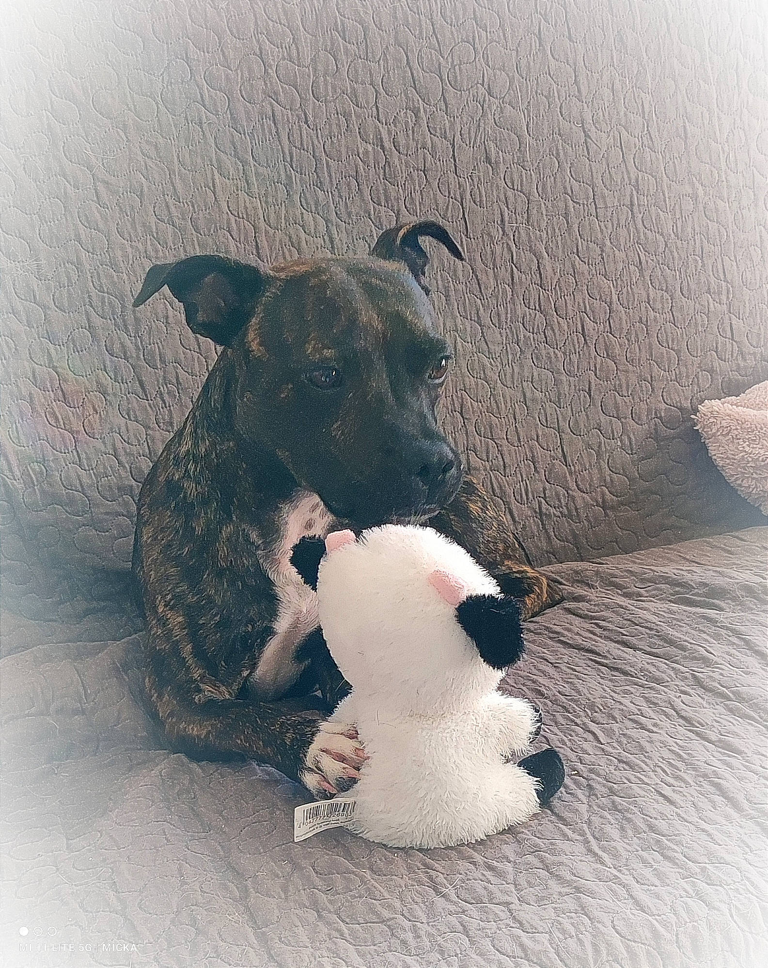 Star a rejoint le concours — aidez-le/la à gagner de superbes lots ! art, canidae, carnivore, collar, companion_dog, dog, dog_breed, dog_collar, fawn, grey, happy, pet_supply, shadow, snout, sporting_group, still_life_photography, stuffed_toy, tail, toy, working_animal