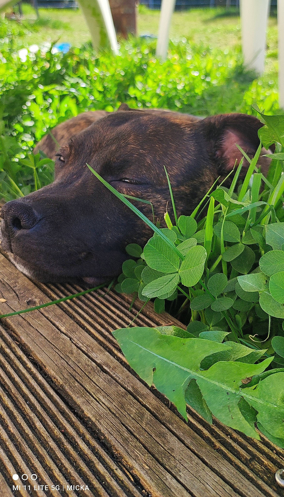 Star participe au concours pour gagner de l'argent avec cette photo : annual_plant, carnivore, collar, companion_dog, dog, dog_breed, dog_collar, fur, grass, groundcover, gun_dog, leaf_vegetable, liver, plant, snout, sporting_group, tail, terrestrial_animal, wood, working_animal