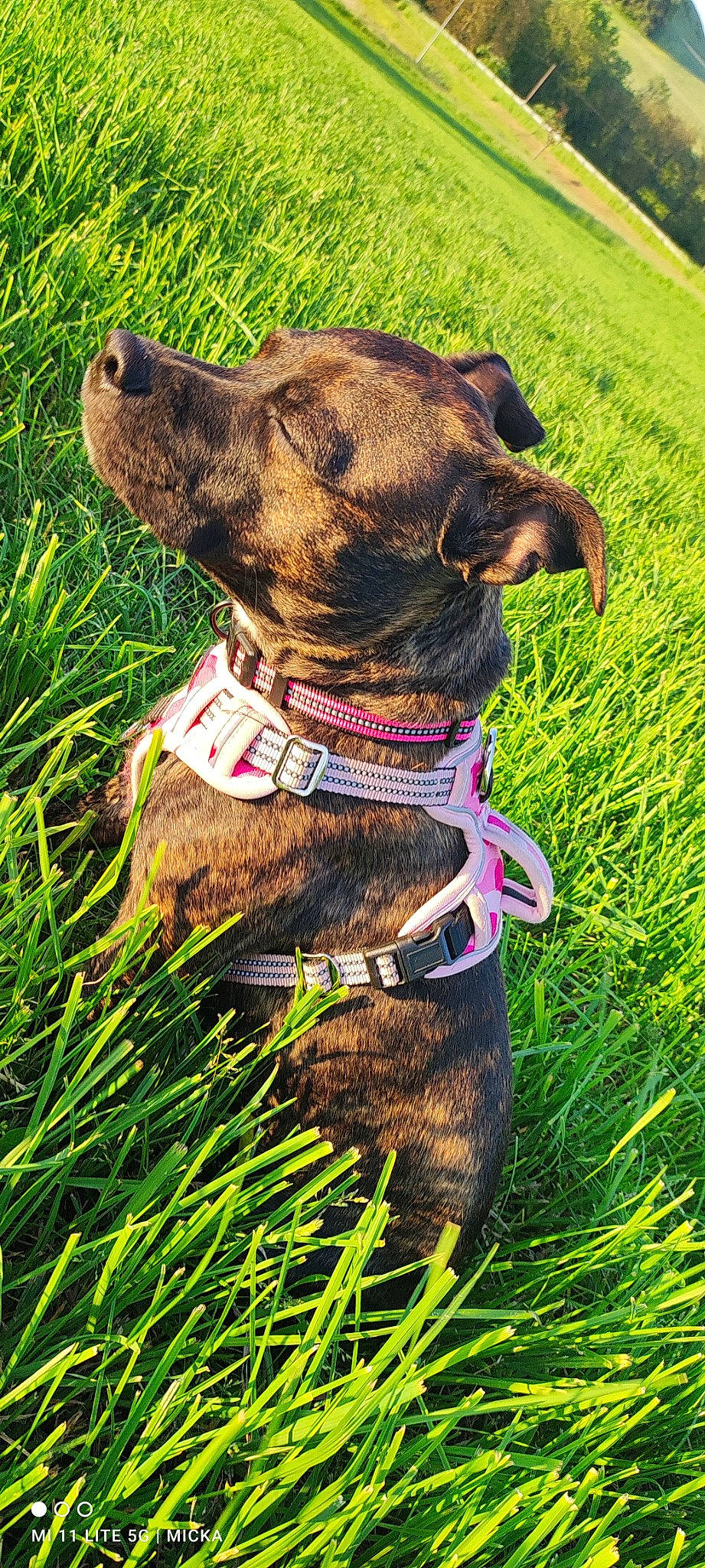 Star participe au concours pour gagner de l'argent avec cette photo : carnivore, collar, companion_dog, dog, dog_breed, dog_collar, dog_supply, fashion_accessory, fawn, grass, grassland, groundcover, leash, liver, pet_supply, plant, snout, sporting_group, whiskers, working_animal