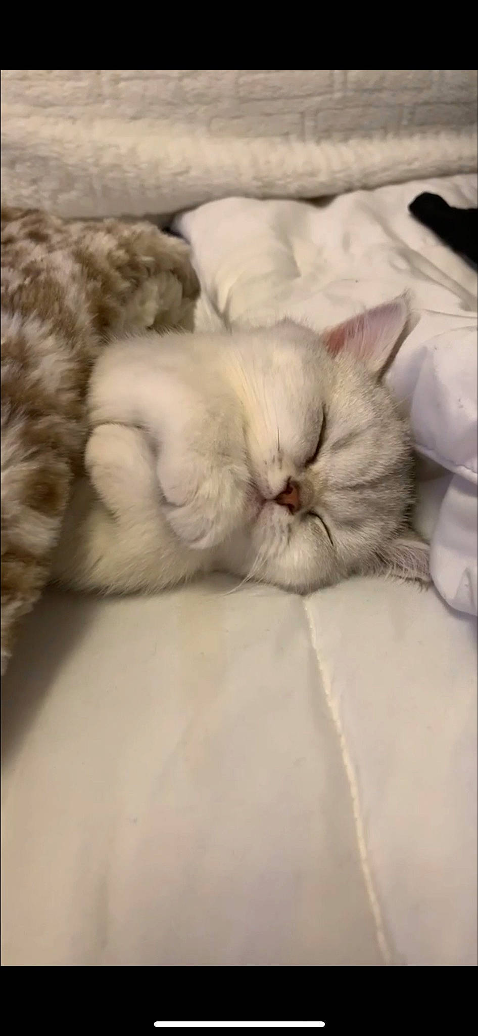 Medo joined the competition — help win amazing prizes! bedding, bedtime, carnivore, cat, cat_bed, claw, cloud, comfort, domestic_short_haired_cat, fawn, felidae, fur, linens, nap, paw, sleep, small_to_medium_sized_cats, snout, tail, whiskers