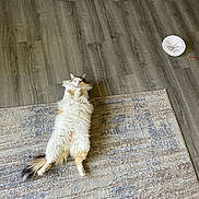 Jinx is registered to the contest to win money with this photo: cat, fluffy, lying_down, rug, wooden_floor, paper_plate, paper_slices, curious, indoor, pet, feline, relaxed, home, flooring, tail, white, orange, cozy, animal, playful