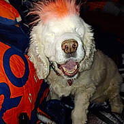 Tango joined the competition — help win amazing prizes! dog, pet, mohawk, orange_hair, white_fur, happy, yawning, indoor, blanket, fabric, nose, paw, fur, collar, mouth_open, sitting, domestic_animal, cozy, colorful, animal