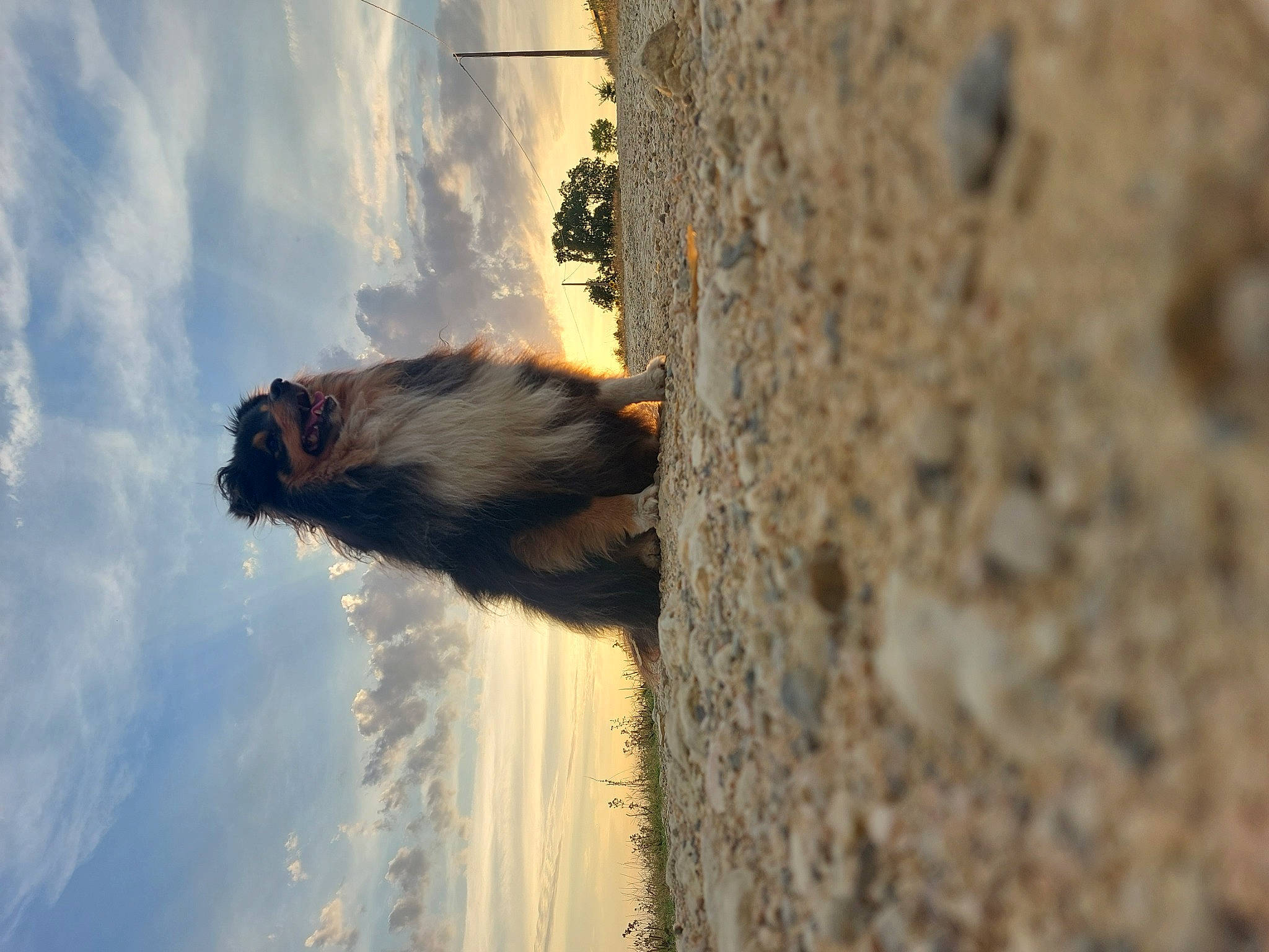 Oups a rejoint le concours — aidez-le/la à gagner de superbes lots ! cloud, cumulus, fur, heat, landscape, plant, reflection, rock, shadow, sky, tail, tints_and_shades, tree, trunk, water, wildlife, wind_wave, window, winter, wood
