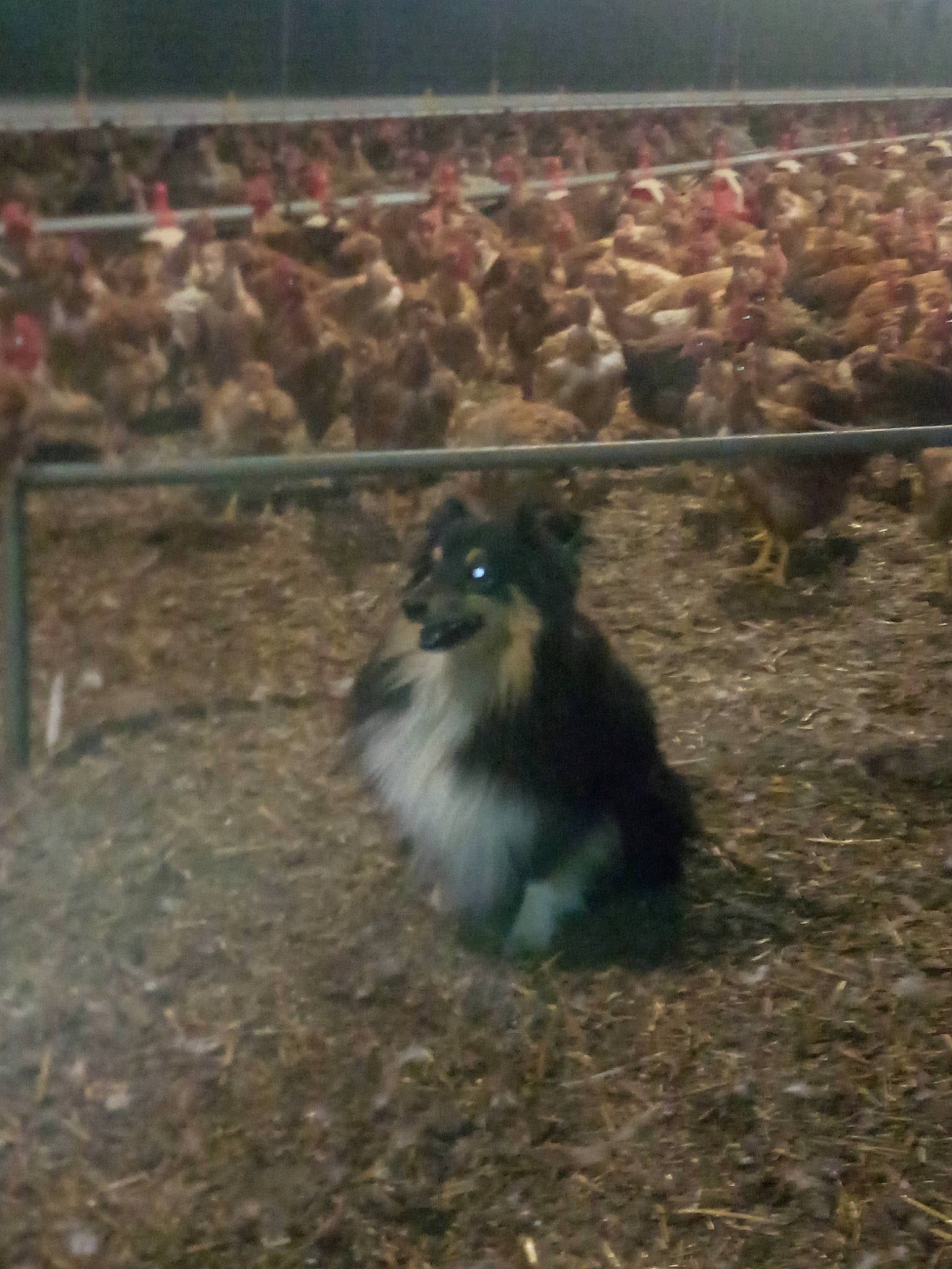 Oups a rejoint le concours — aidez-le/la à gagner de superbes lots ! beak, bird, canidae, chicken, companion_dog, dog_breed, felidae, fence, fowl, fur, galliformes, german_spitz_klein, grass, livestock, perching_bird, phasianidae, pomeranian, poultry, soil, tail