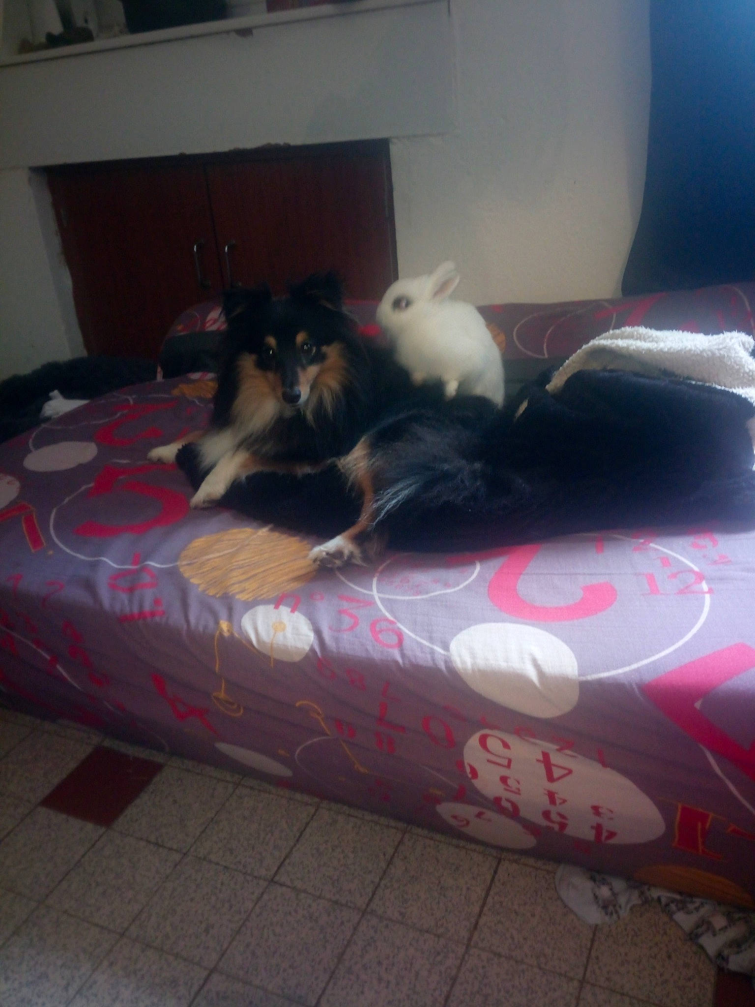 Oups a rejoint le concours — aidez-le/la à gagner de superbes lots ! bed, bedroom, carnivore, comfort, companion_dog, couch, dog, dog_breed, dog_supply, felidae, floor, flooring, grey, hardwood, linens, living_room, room, studio_couch, tail, tints_and_shades