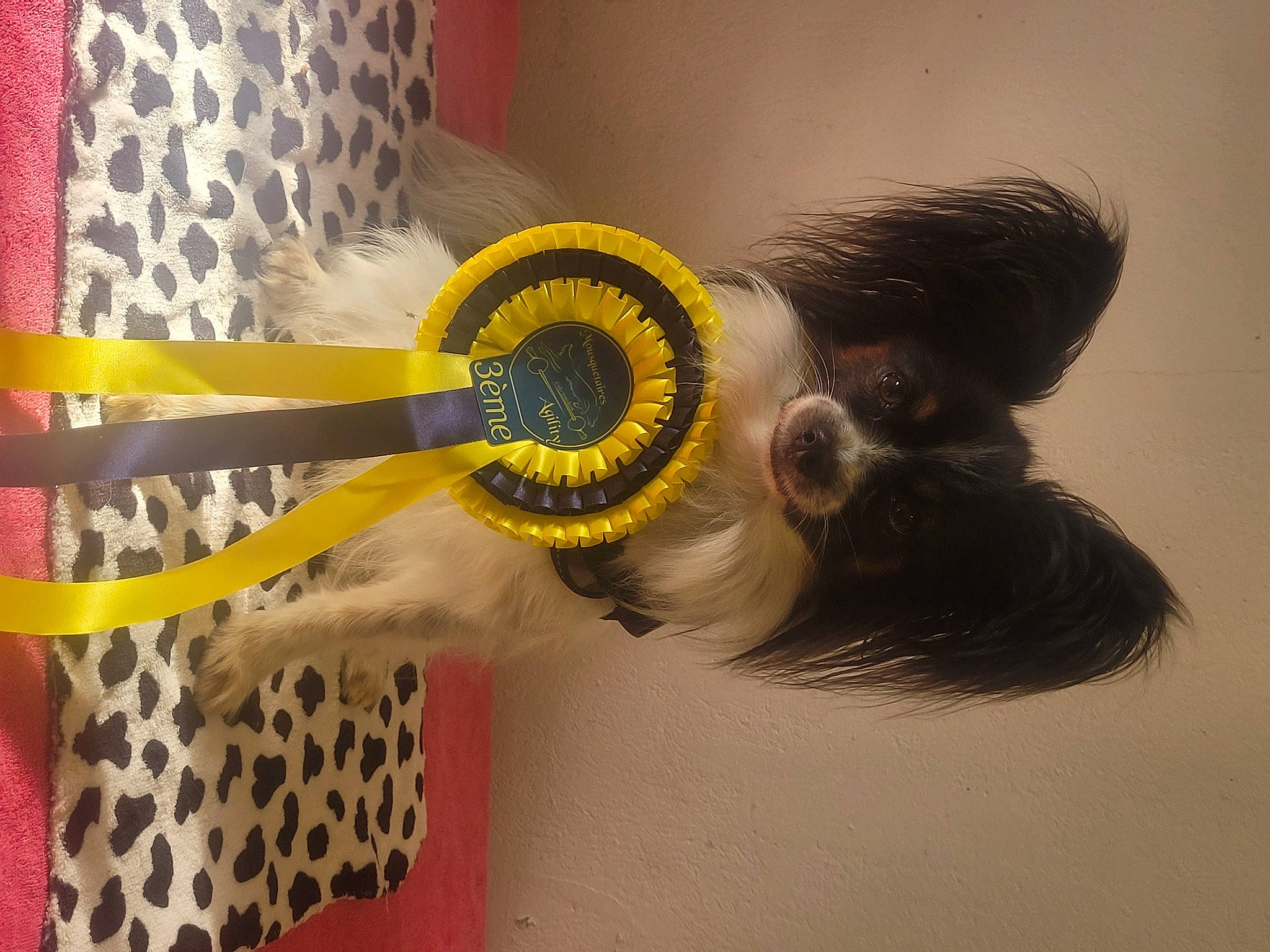 Sirius a rejoint le concours — aidez-le/la à gagner de superbes lots ! art, curtain, fashion_design, feather, fur, hair_accessory, headpiece, mask, paint, pattern, room, tail, textile, visual_arts