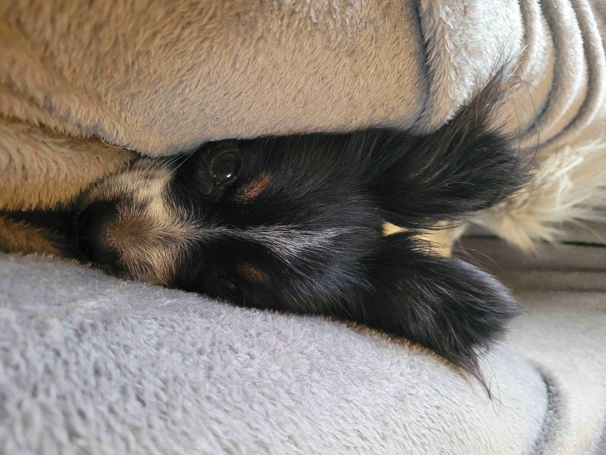 Sirius a rejoint le concours — aidez-le/la à gagner de superbes lots ! canidae, carnivore, claw, comfort, companion_dog, dog_breed, felidae, foot, fur, human_leg, nap, paw, small_to_medium_sized_cats, sporting_group, tail, terrestrial_animal, whiskers, working_animal