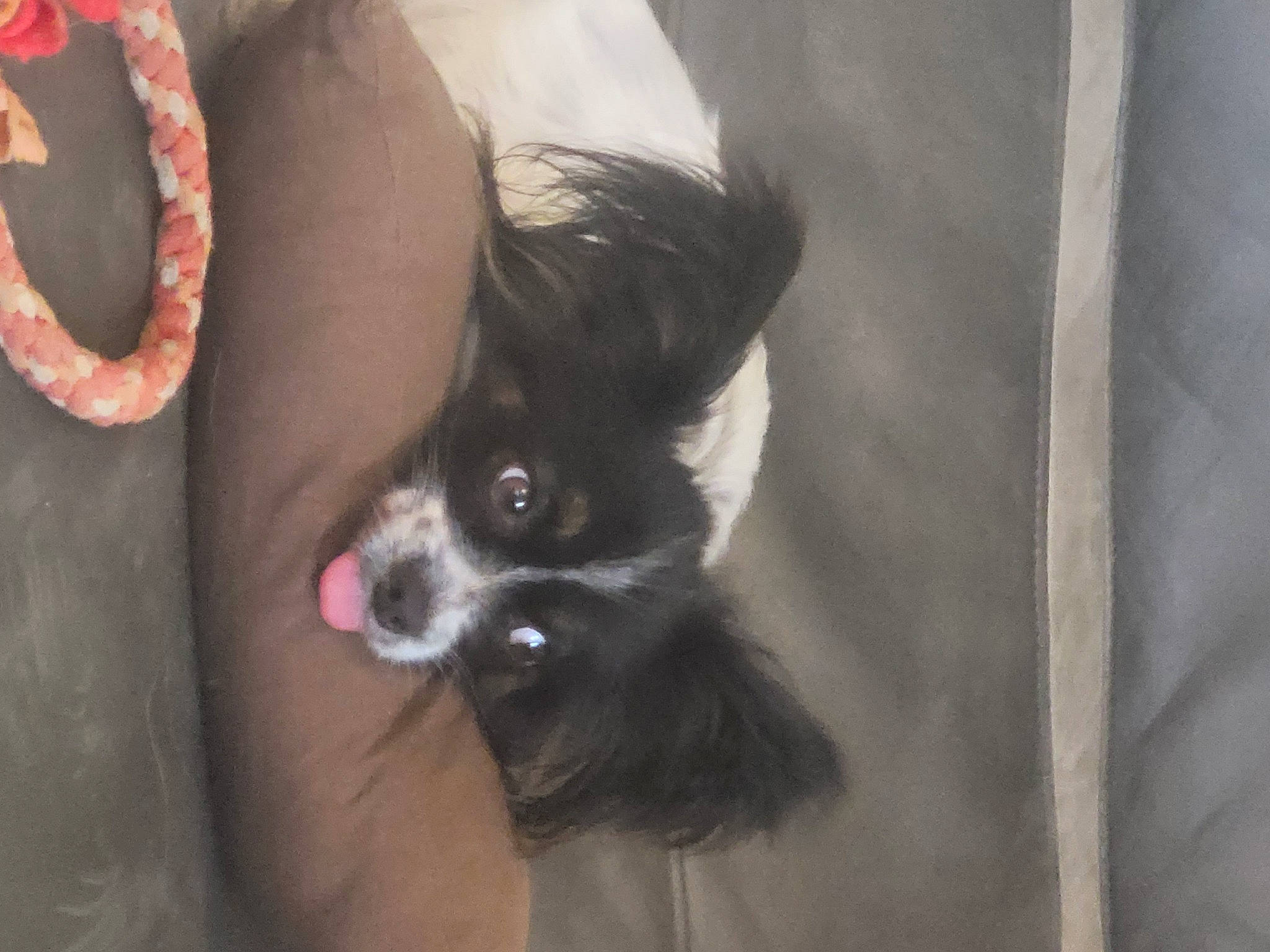 Sirius participe au concours pour gagner de l'argent avec cette photo : canidae, carnivore, claw, companion_dog, dog_breed, ear, fashion_accessory, fawn, felidae, fur, gesture, non_sporting_group, small_to_medium_sized_cats, snout, sporting_group, tail, toy_dog, whiskers, window, working_animal