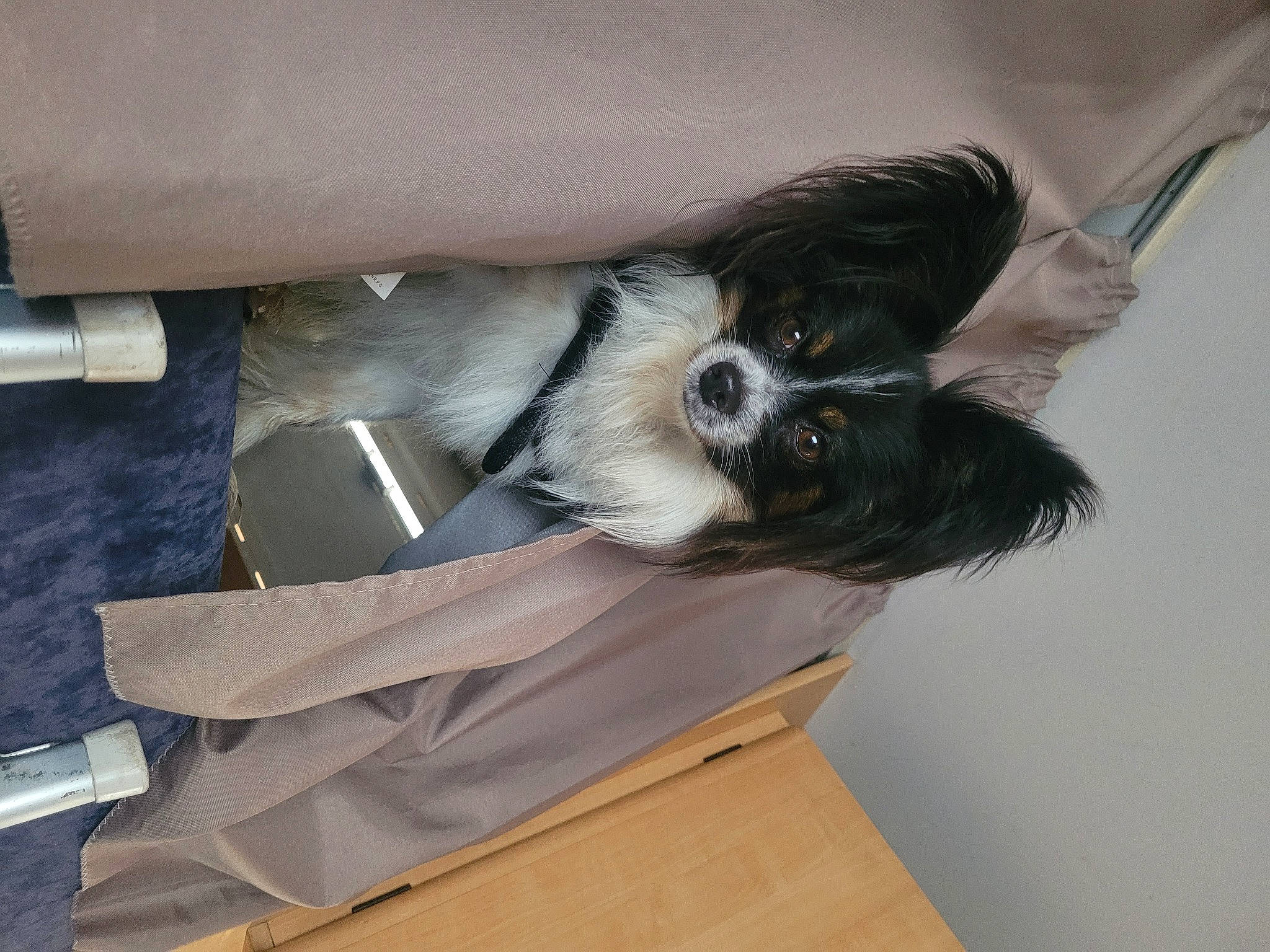 Sirius a rejoint le concours — aidez-le/la à gagner de superbes lots ! auto_part, bumper, canidae, carnivore, comfort, companion_dog, dog, dog_breed, dog_supply, foot, fur, grey, hardwood, paw, pet_supply, snout, sporting_group, tail, toy_dog, wood