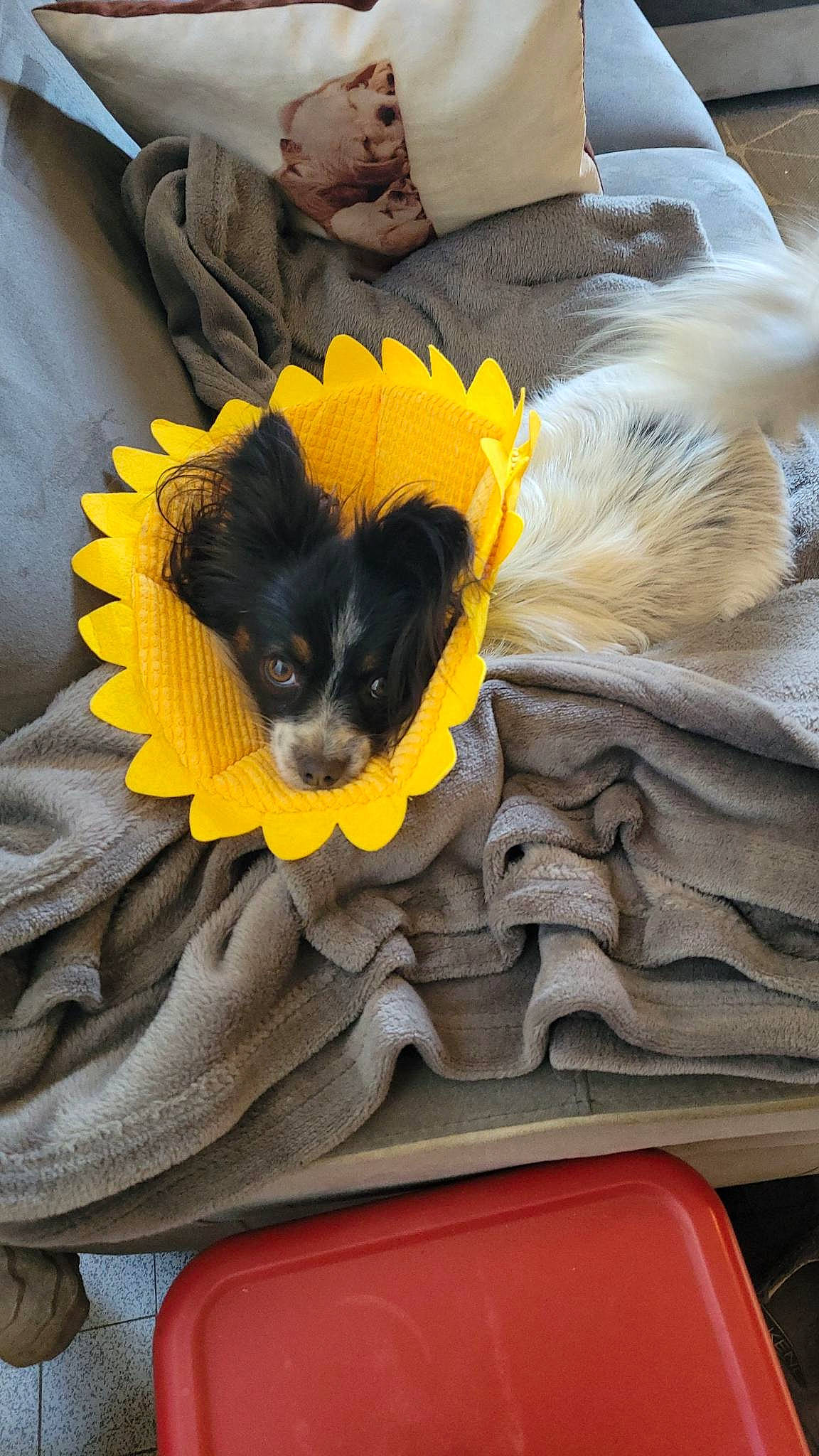 Sirius participe au concours pour gagner de l'argent avec cette photo : canidae, carnivore, comfort, companion_dog, dog, dog_breed, dog_supply, fawn, feather, felidae, fur, grey, outerwear, small_to_medium_sized_cats, sporting_group, textile, toy, toy_dog, wing, yellow