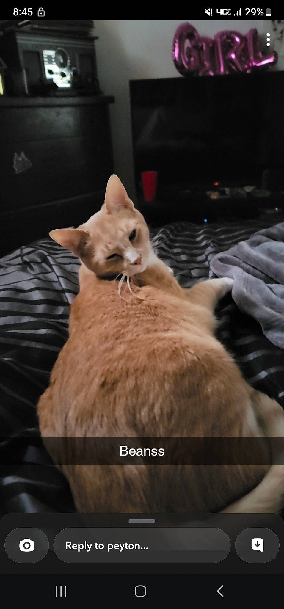 Apollo joined the competition — help win amazing prizes! carnivore, cat, claw, comfort, domestic_short_haired_cat, fawn, felidae, fur, gesture, nap, paw, photo_caption, small_to_medium_sized_cats, snout, tail, tonkinese, whiskers, wood