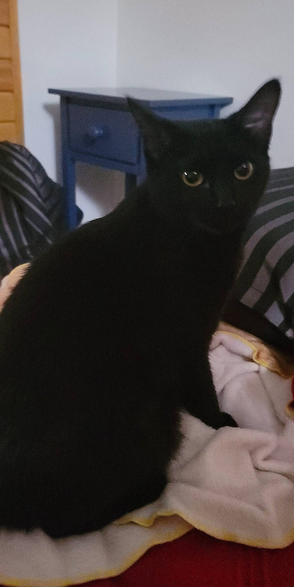 Nox is registered to the contest to win money with this photo: black_cat, bombay, carnivore, cat, claw, comfort, domestic_short_haired_cat, felidae, fur, grey, sitting, small_to_medium_sized_cats, snout, tail, whiskers, window