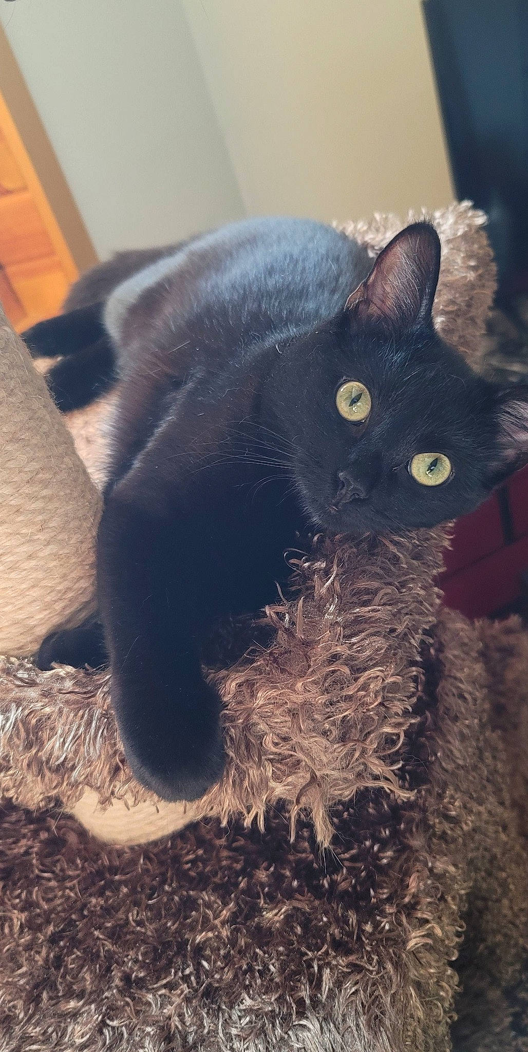 Nox is registered to the contest to win money with this photo: black_cat, bombay, carnivore, cat, domestic_short_haired_cat, felidae, fur, grass, paw, small_to_medium_sized_cats, snout, soil, tail, terrestrial_animal, whiskers, working_animal