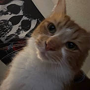 Apollo joined the competition — help win amazing prizes! cat, orange_cat, white_fur, close_up, indoor, pet, fur, whiskers, animal, face, curious, portrait, wall, poster, skull, dark_background, domestic_cat, cute, feline, looking