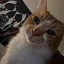 cat, orange_cat, white_fur, close_up, indoor, pet, fur, whiskers, animal, face, curious, portrait, wall, poster, skull, dark_background, domestic_cat, cute, feline, looking