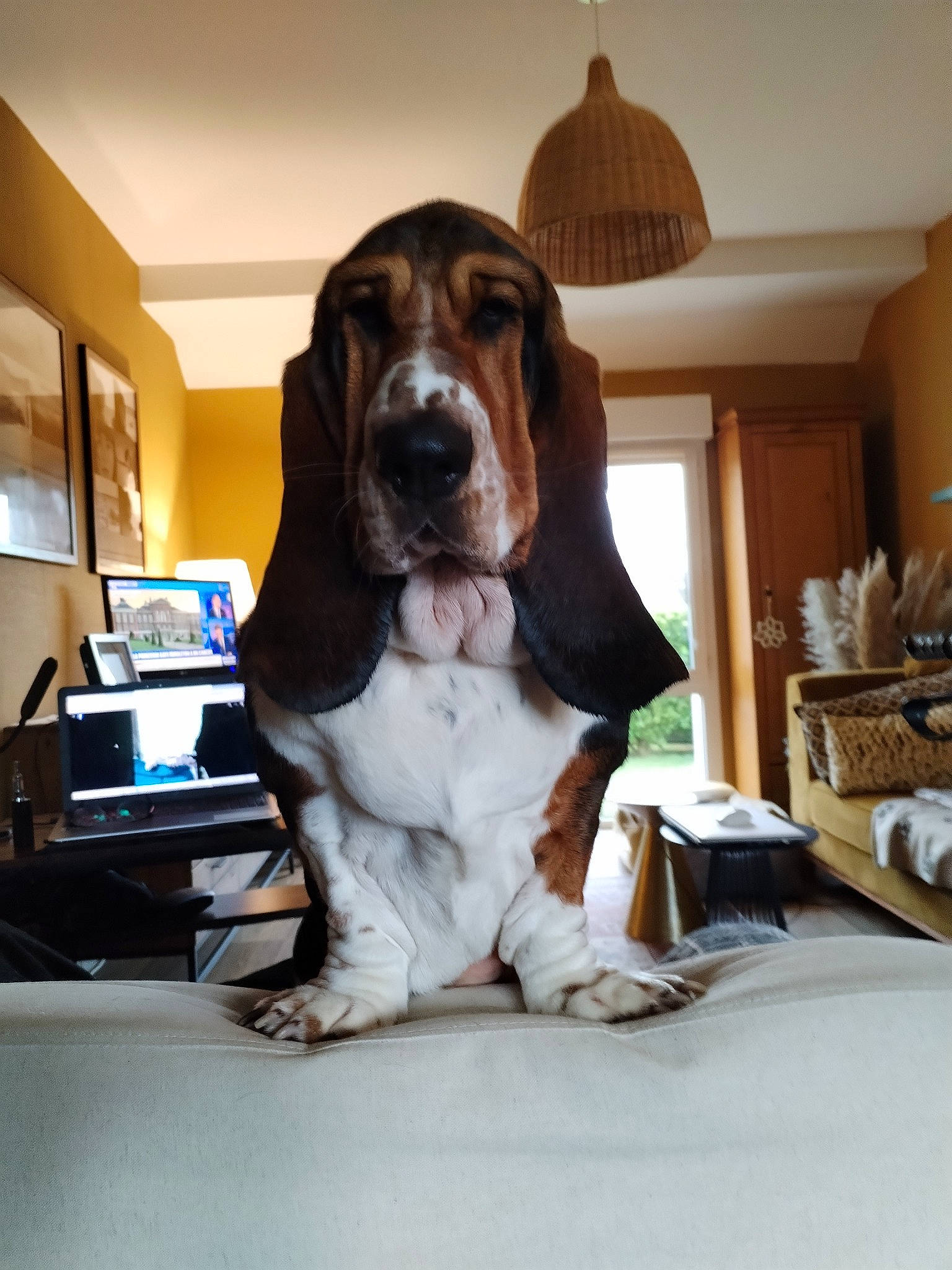 Ullie participe au concours pour gagner de l'argent avec cette photo : canidae, carnivore, companion_dog, dog, dog_breed, fawn, gun_dog, hardwood, hound, lamp, laptop, liver, picture_frame, room, snout, spaniel, sporting_group, window, wood, working_animal