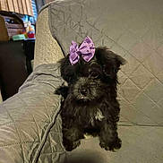Precious joined the competition — help win amazing prizes! adorable, animal, black_fur, bow, companion, couch, cozy, cute, cute_accessory, dog, domestic_animal, fur, home, indoors, pet, portrait, puppy, quilted, sitting, small