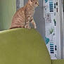 cat, orange_tabby, couch, green, indoor, door, wallpaper, plant_pattern, pet, feline, curious, texture, home_interior, decor, seated, looking_away, furniture, cozy, domestic, animal