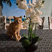 Coocky participe au concours pour gagner de l'argent avec cette photo : cat, ginger_cat, flower_pot, orchids, tablecloth, indoor, patterned, plant, green_leaves, white_flowers, curious, pet, feline, decor, tropical_backdrop, chairs, window_blinds, home, animal, sitting