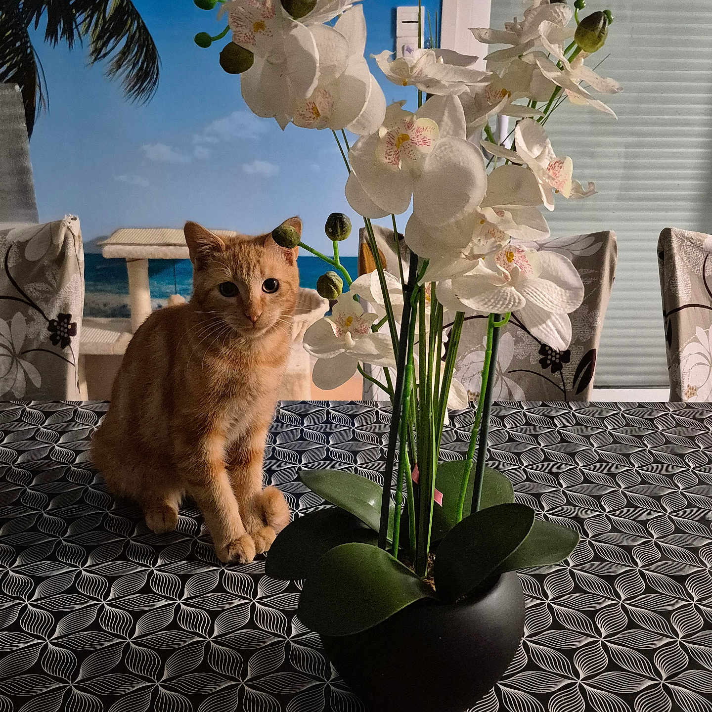 Coocky participe au concours pour gagner de l'argent avec cette photo : animal, cat, chairs, curious, decor, feline, flower_pot, ginger_cat, green_leaves, home, indoor, orchids, patterned, pet, plant, sitting, tablecloth, tropical_backdrop, white_flowers, window_blinds
